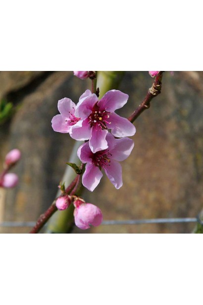 Персик Бургунди в цвіту: червонувато-рожеві квіти контрастують з пурпурним листям, створюючи неперевершену красу.